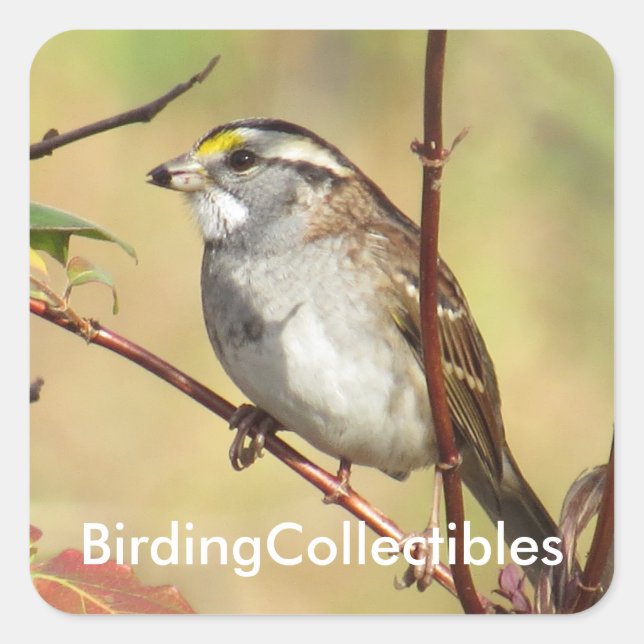 Stickers BirdingCollectibles (Devant)