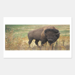 Stickers Bison Américain