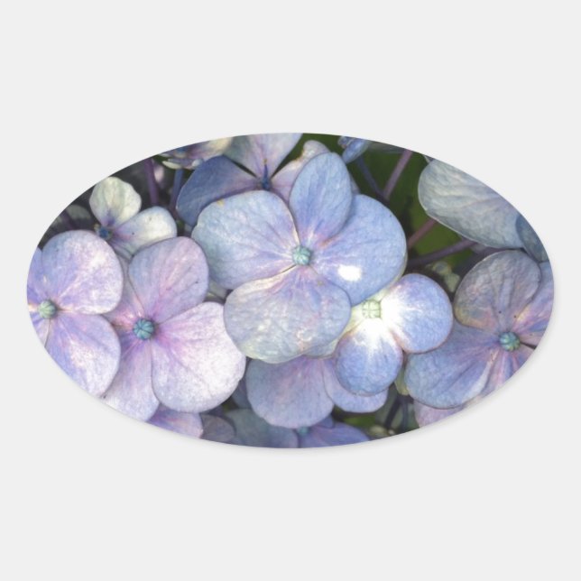 Stickers bleu violet Hydrangea Oval (Devant)