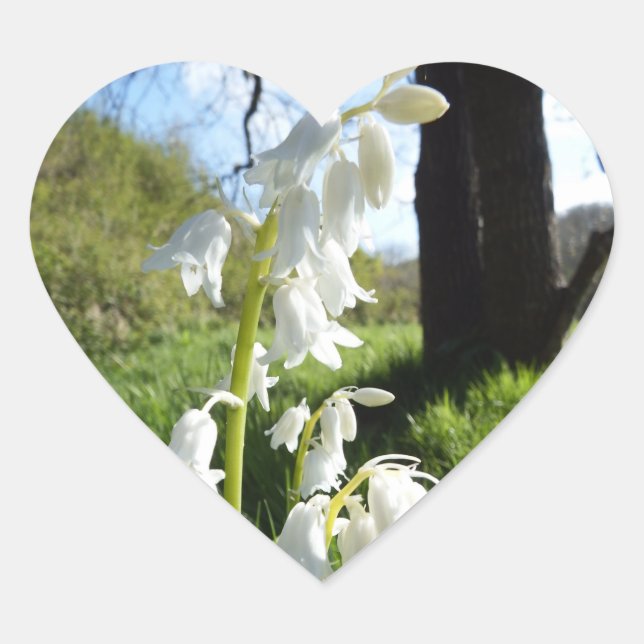 Stickers Bluebells blancs (Devant)