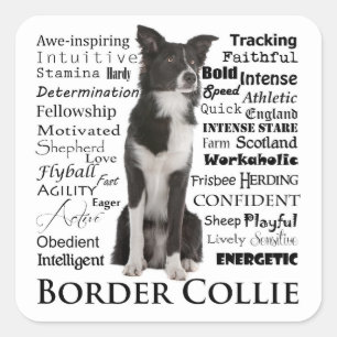 Stickers Bordure Collie Traits
