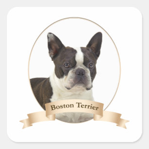Stickers Boston Terrier