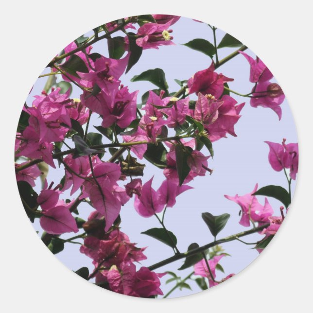 Stickers Bougainvillea (Devant)