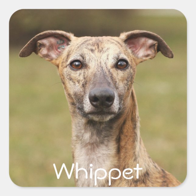 Stickers Brindle Whippet (Devant)