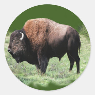 Stickers Buffalo Brown américain