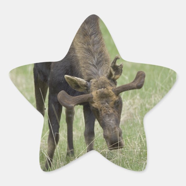 Stickers Bull Moose (Devant)