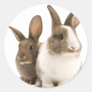 stickers Bunny