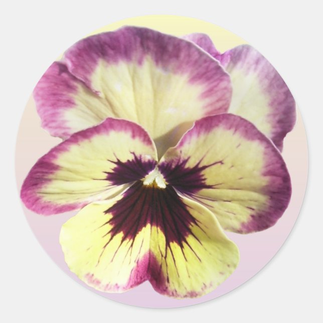 Stickers - Burgundy Blotch Pansy (Front)