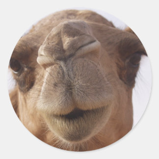Stickers Camel