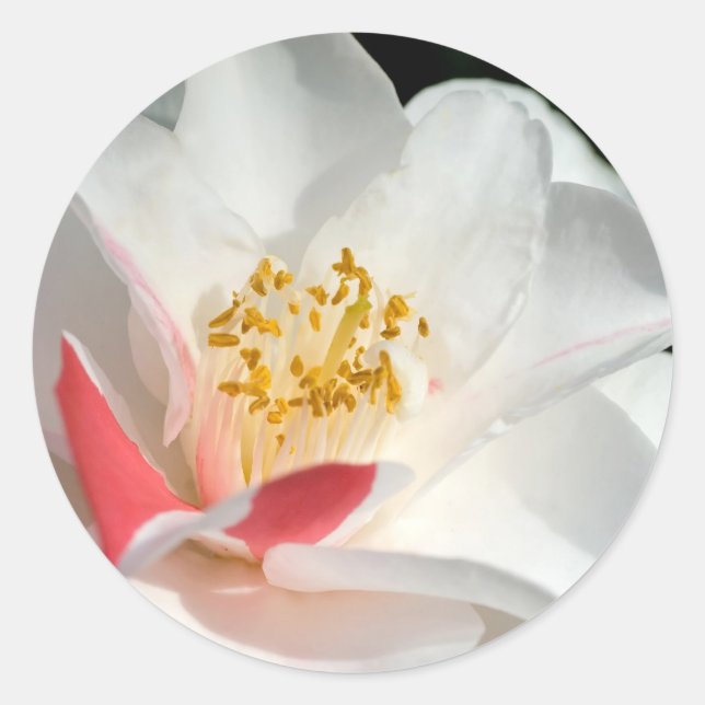 Stickers Camellia (Devant)