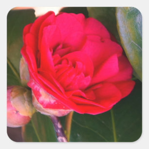 Stickers Camellia Rouge