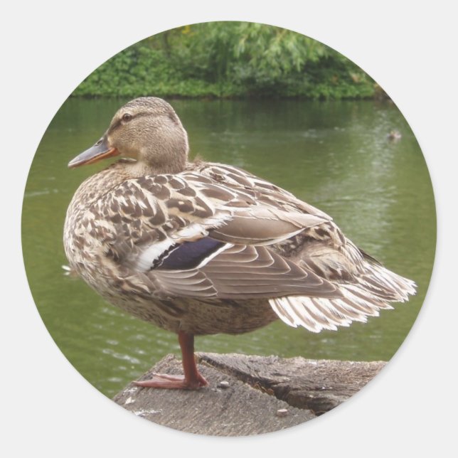 Stickers Canard (Devant)