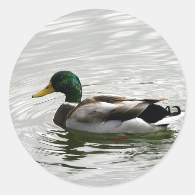 Stickers Canard Mallard (Devant)