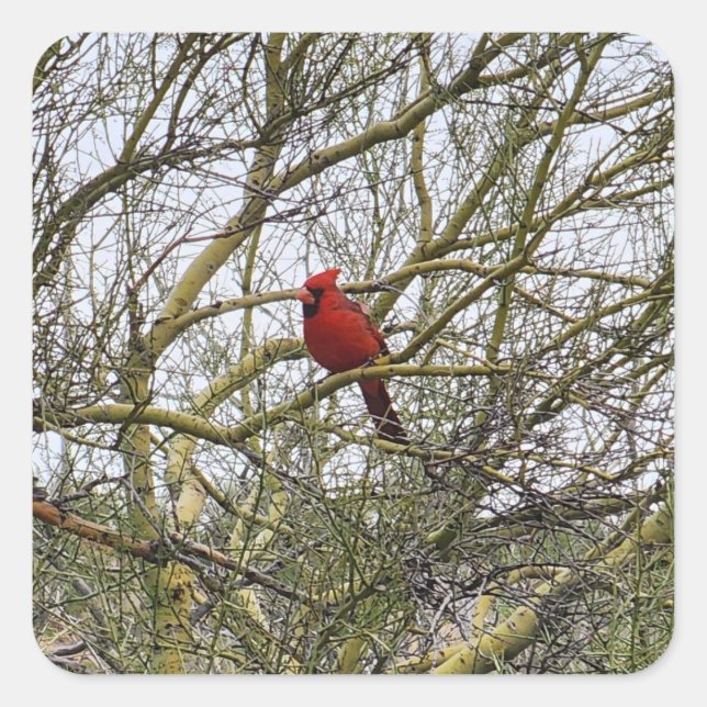 Stickers Cardinal (Devant)