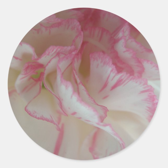 Stickers Carnation blanche et rose (Devant)
