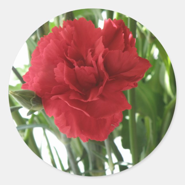 Stickers Carnation Rouge (Devant)