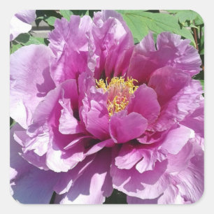 Stickers Carré photo Pink Peony