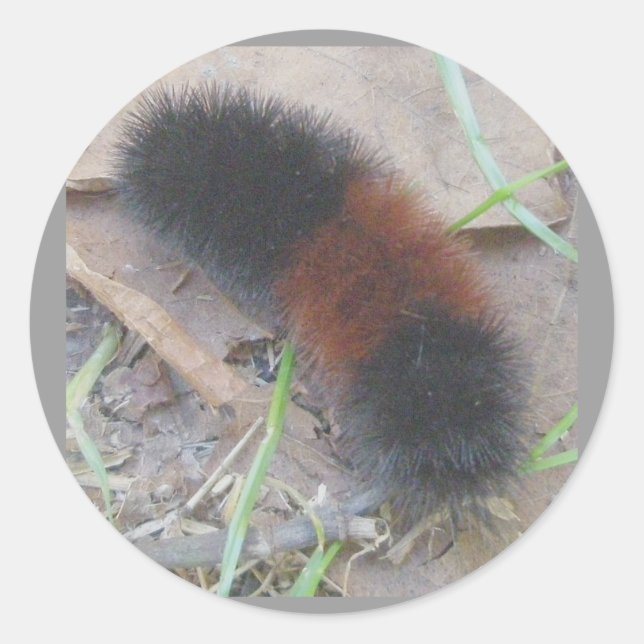 Stickers Caterpillar Ours Laineux (Devant)