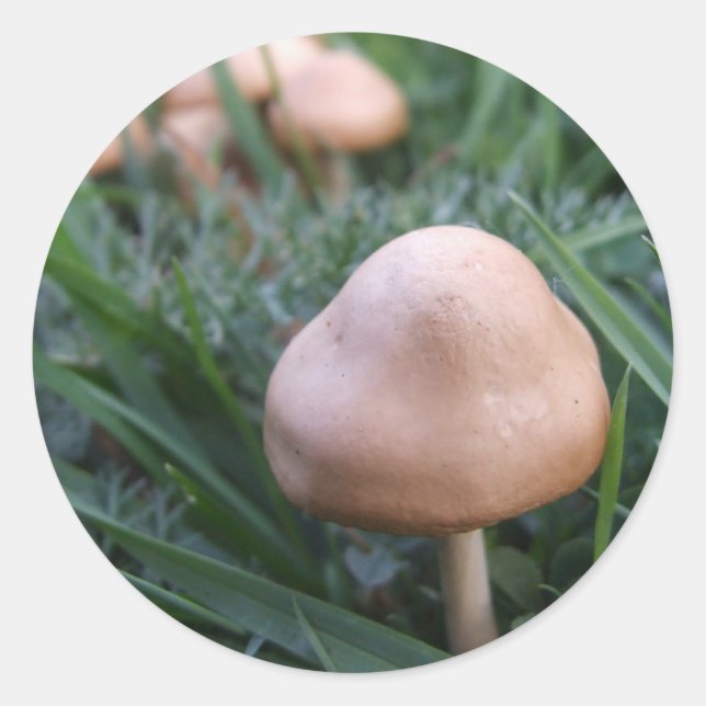 Stickers Champignons (Devant)