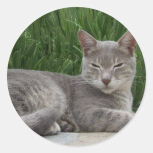 Stickers Chat Gris