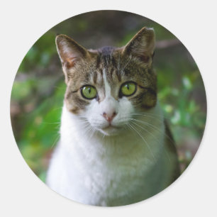 stickers chat jardin