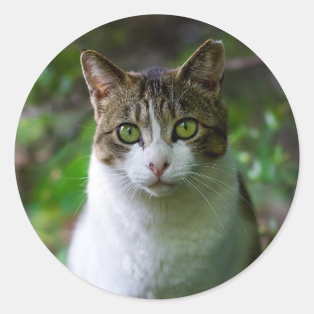 stickers chat jardin (Devant)