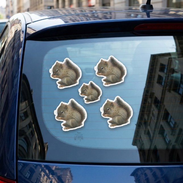 Stickers Chaton écureuil (Baby squirrels on board.)