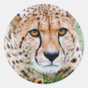 Stickers Cheetah