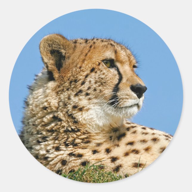 Stickers Cheetah (Devant)