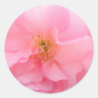 Stickers Cherry Blossom