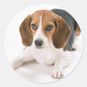 Stickers Chien beagle