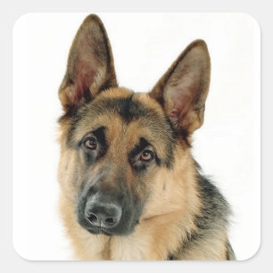 Stickers Chien Chien Chien Chien Allemand / Étique