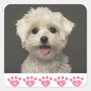Stickers Chien Chien Chien Maltais / Sceau