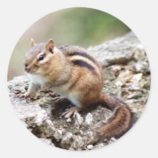 Stickers Chipmunk