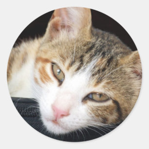 Stickers Cleo