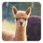 Stickers Coeur Alpaca