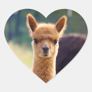 Stickers Coeur Alpaca