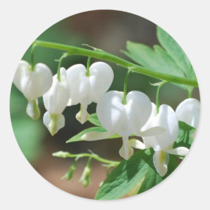 Stickers Coeur Blanc Saignant Fleur