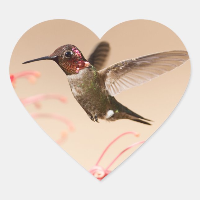Stickers Coeur Coeur Colibris de la Saint-Valentin (Devant)