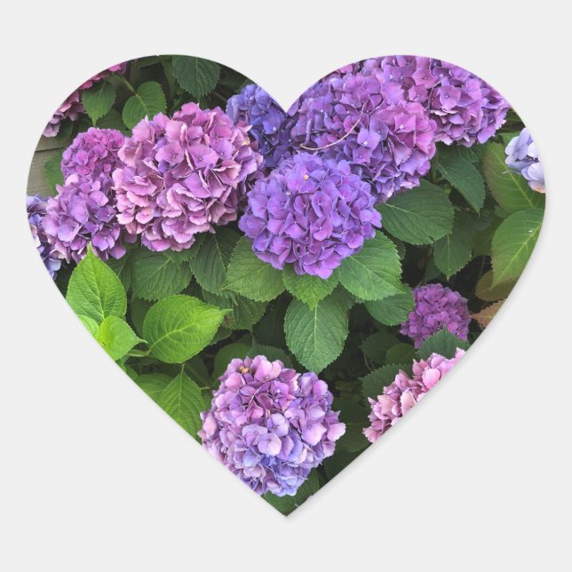 Stickers Coeur Hydrangea (Devant)