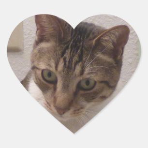 Stickers Coeur Tabby Brown