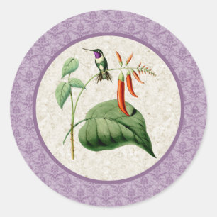 Stickers Colibris Colibris à ventre blanc