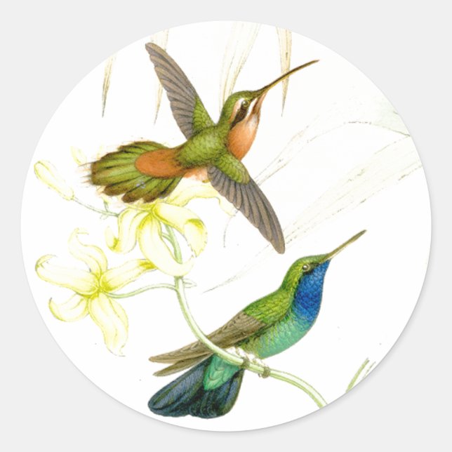 Stickers Colibris Goulds (Devant)