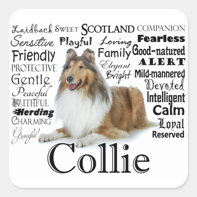 Stickers Collie Traits (Devant)