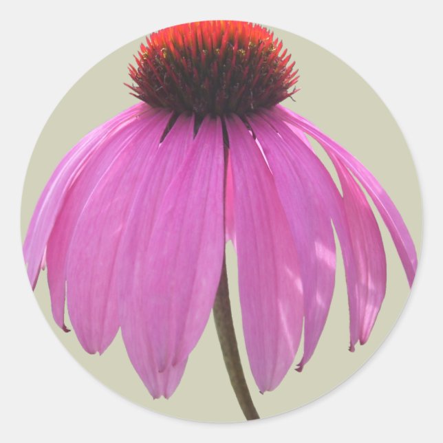 Stickers - Confleur pourpre - Echinacea (Devant)