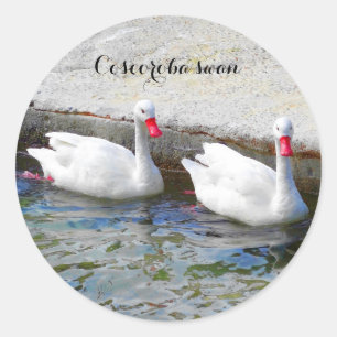 Stickers Coscoroba Swan #1