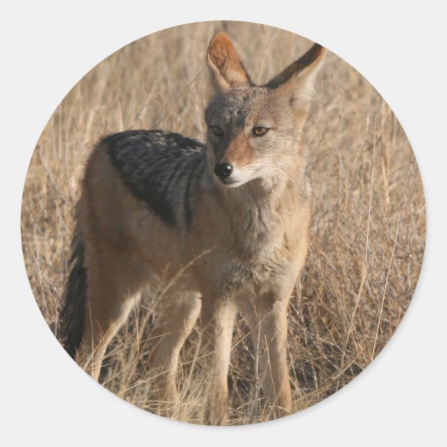 Stickers Coyotes pour bébés (Devant)