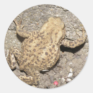 Stickers Crawling Toad