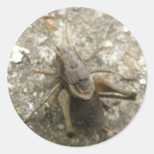 Stickers cricket Brown
