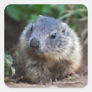 Stickers Curious Baby Marmot